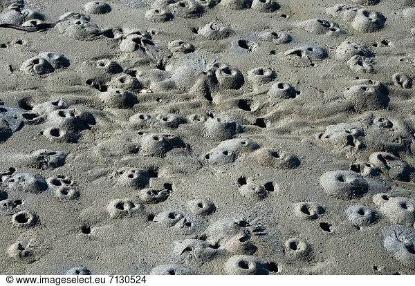 crab holes  beach  Point Reyes  National Seashore  California  USA  Vereinigte Staaten  Amerika  coast  sand