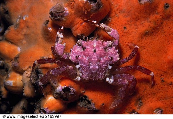 Crab (Liocarcinus Corrugatus). Galicien  Spanien