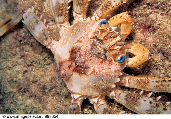 Crab (Percnon Guinotae). Hawaii