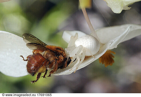 Crab spider eating a bee French Guiana