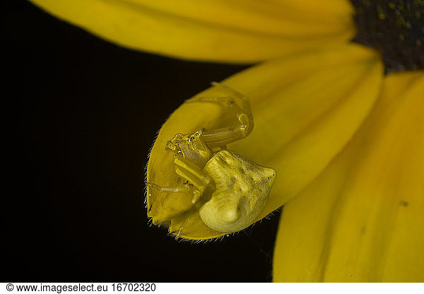 Crab spider on a yellow daisy flower aster  Extreme macro  nature