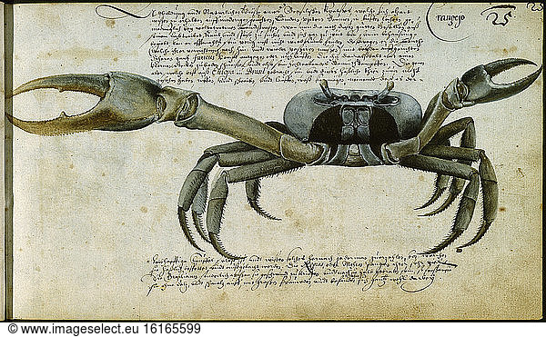 Crab / Z. Wagnaer / Watercolour  17th Century