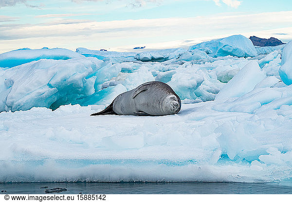 Crabeater Seal (Lobodon carcinophaga) lying on an iceberg in Antarctica.