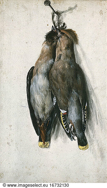 Cranach  Lucas the Elder 1472–1553. “Two dead waxwings hanging on a nail   c. 1530.
Watercolour and opaque watercolour in brown  grey  black  white  red  yellow 
346 × 203mm.
Dresden  Staatliches Kupferstichkabinett.