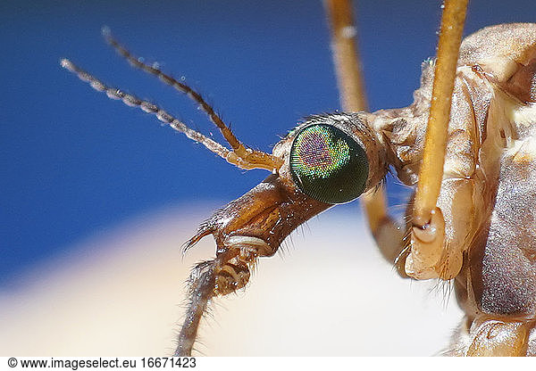 crane flies insect  extreme macro close up and details  scary monster