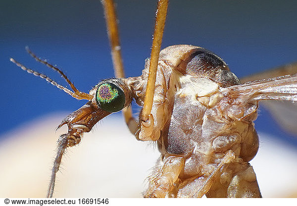 crane flies insect extreme macro close up  scary tipule monster body