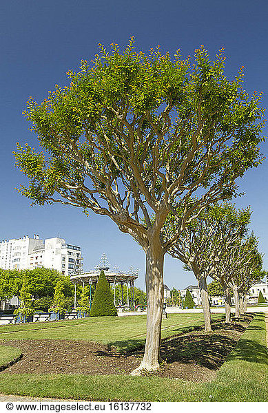 Crape myrtle (Lagerstroemia indica)  jardin du Mail  Angers  France