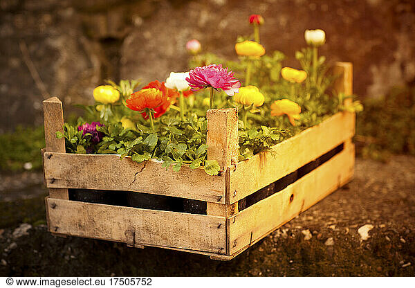 Crate of colorful blooming flowers