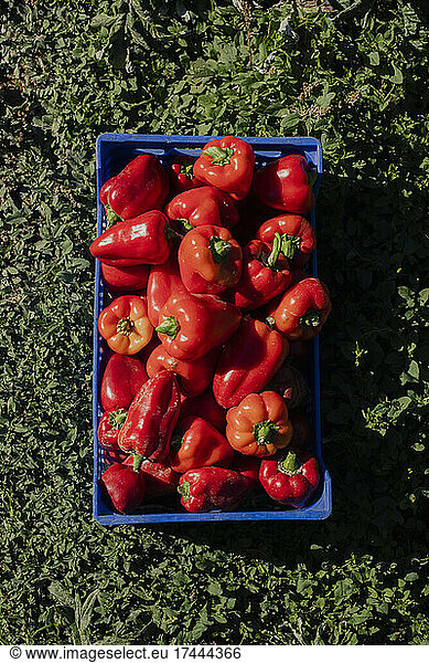 Crate of freshly picked red bell peppers