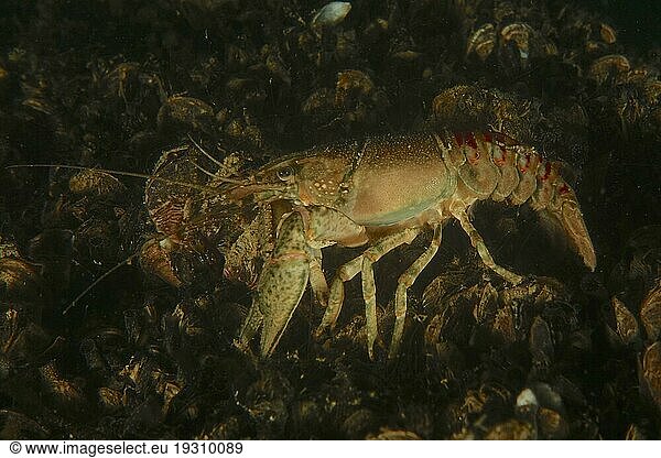Crayfish (Faxonius limosus)  American crayfish  invasive species  bottom covered with quagga mussel (Dreissena rostriformis bugensis)  invasive species. Wild sow dive site  Berlingen  Lake Constance  Switzerland  Europe