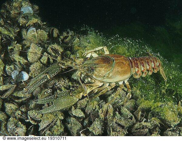 Crayfish (Faxonius limosus) at night  American crayfish  invasive species. Bottom covered with quagga mussel (Dreissena rostriformis bugensis)  invasive species. Wild sow dive site  Berlingen  Lake Constance  Switzerland  Europe
