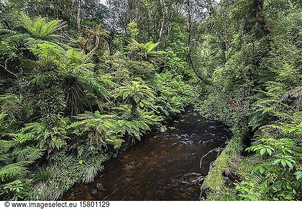 Creek flowing through forest with Tree fern (Cyatheales)  Waipohatu Falls Track  Catlins  South Island  New Zealand  Oceania