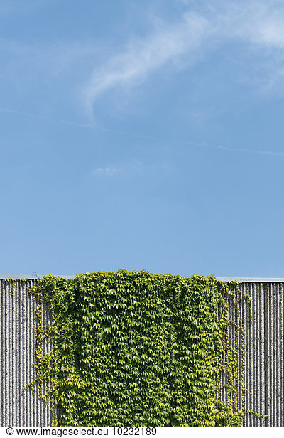 Creeping plant growing at concrete wall in front of blue sky