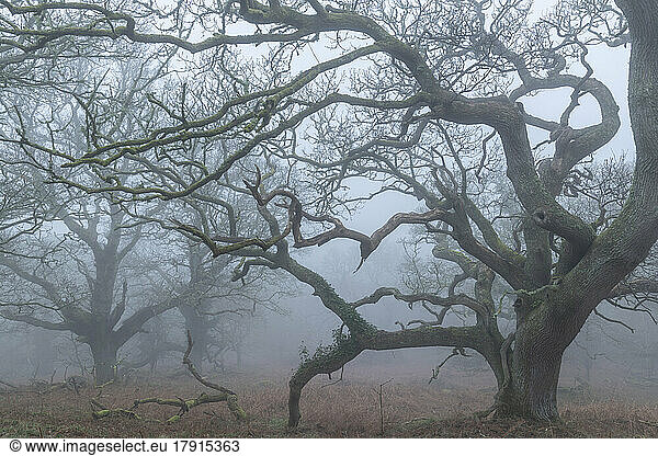 Creepy oak woodland in morning fog  Dartmoor National Park  Devon  England  United Kingdom  Europe