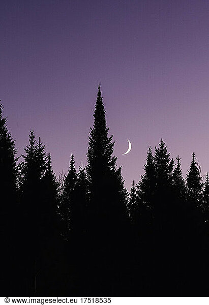 Crescent moon rises in purple sky over pine trees in Maine.
