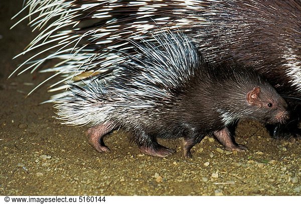Crested Porcupine  hystrix cristata  Female with Young