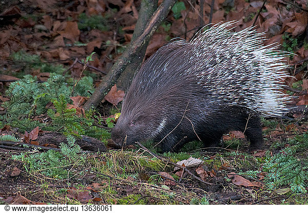Crested porcupine (Hystrix cristata). This species is extant in mainland Italy  Sicily  North Africa and sub-Saharan Africa.
