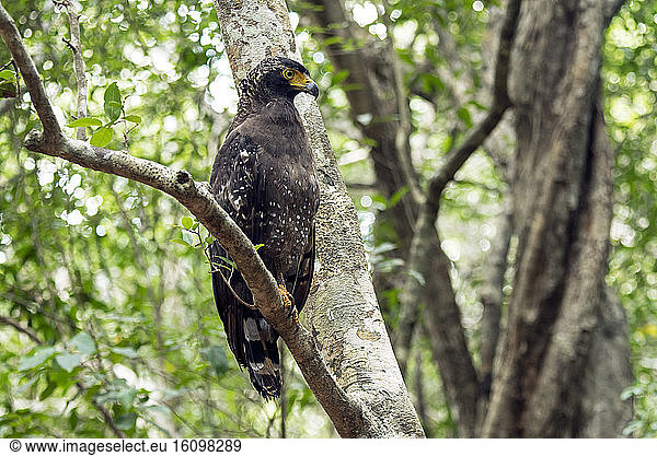 Crested Serpent-Eagle (Spilornis cheela) on a branch Wilpattu Forest Sri Lanka