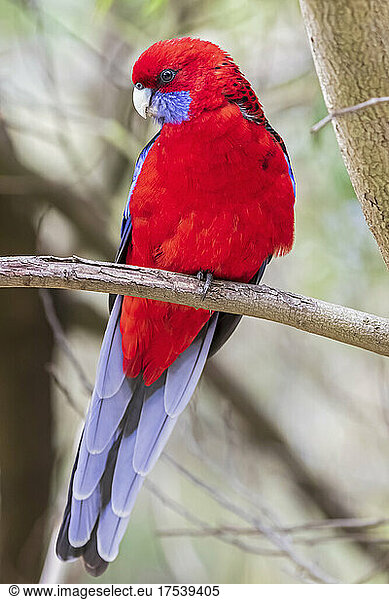 Crimson rosella (Platycercus elegans) perching on tree branch