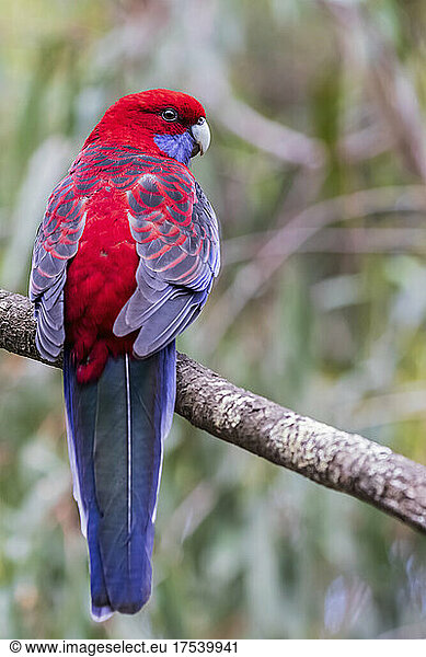 Crimson rosella (Platycercus elegans) perching on tree branch