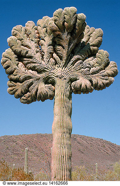 Cristate form of Saguaro Cactus