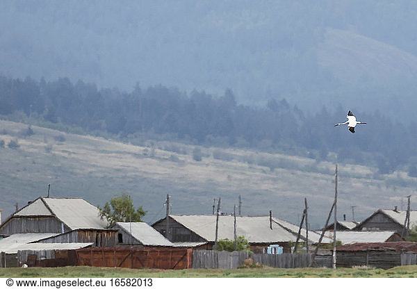 CRITICALLY ENDANGERED Siberian Cranes (Leucogeranus leucogeranus) Russia (Baikal) adult. The world population is estimated to be around 3200–4000 individual birds.