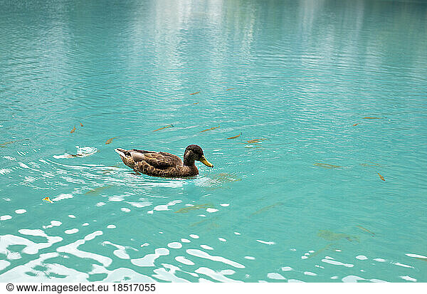 Croatia  Duck swimming in turquoise lake