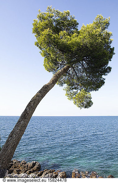 Croatia  Istria  Rovinj  Bent pine tree at the Adriatic Sea