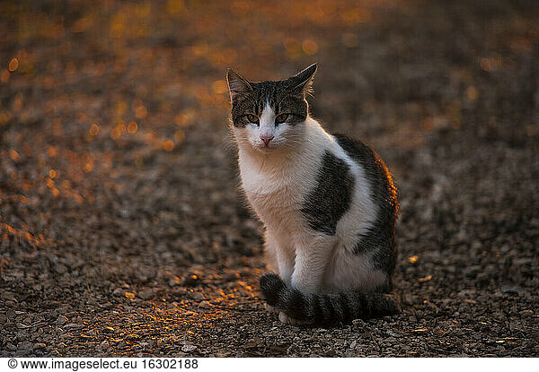 Croatia  Vrsar  Cat