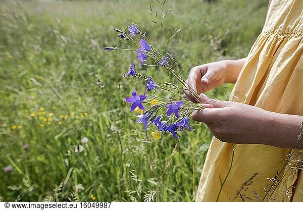 Crop view of girl standing on a meadow holding picked bellflowers