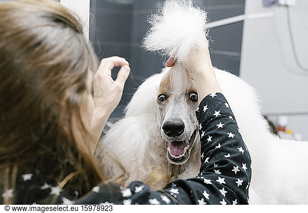 Crop view of woman tying hair of white Standard Poodle