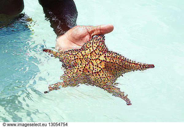Cropped hand holding star fish at sea