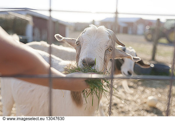 Cropped hand of boy feeding grass to kid goat through fence at farm