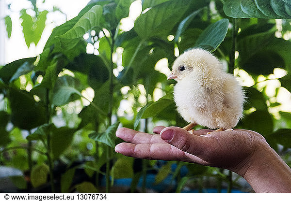 Cropped hand of boy holding baby chicken in plant nursery