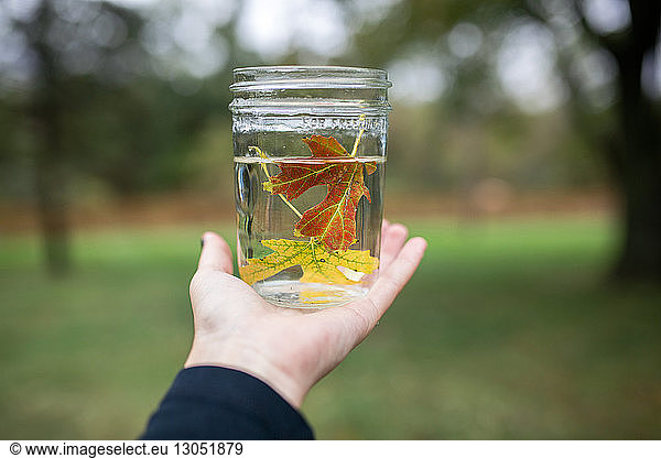 Cropped hand of boy holding maple leaves in water filled jar at backyard