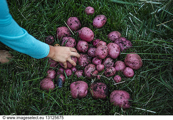 Cropped hand of boy picking purple harvested potatoes from grassy field