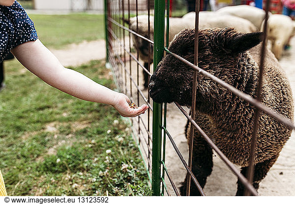Cropped hand of girl feeding sheep through fence at zoo