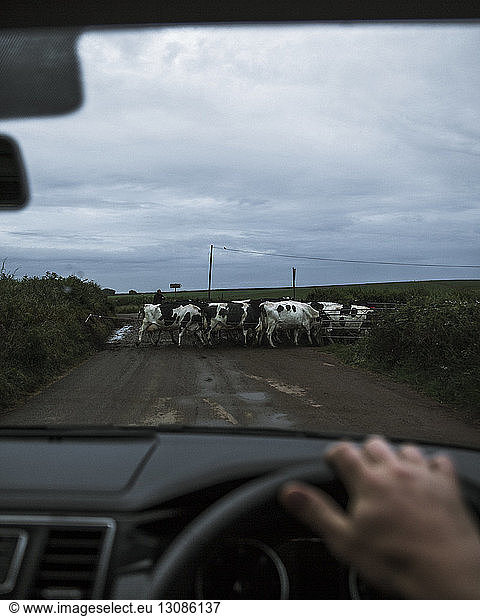 Cropped hand of man driving car while cows moving on road against cloudy sky