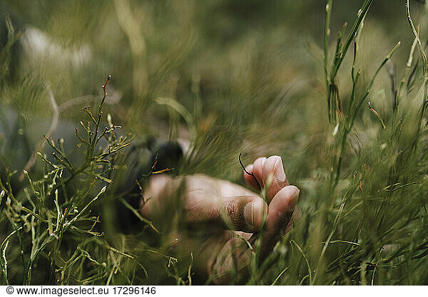 Cropped hand of man touching grass in forest