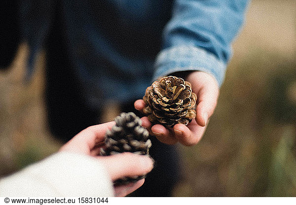 Cropped hand of woman holding pine cones in forest
