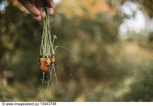 Cropped hands of boy holding freshly harvested carrots