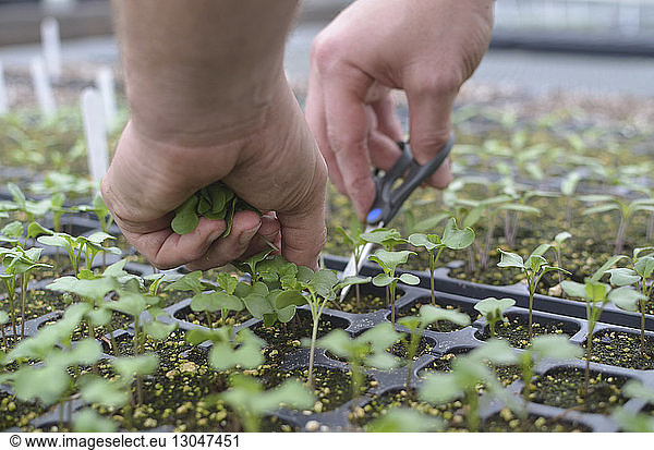 Cropped hands of man cutting plants with scissors in greenhouse