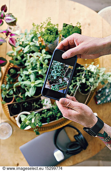 Cropped hands of man photographing plants on table at home