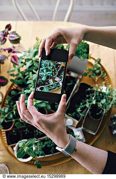 Cropped hands of woman photographing plants on table at home