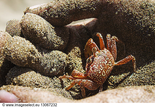 Cropped image of dirty hands holding small crab
