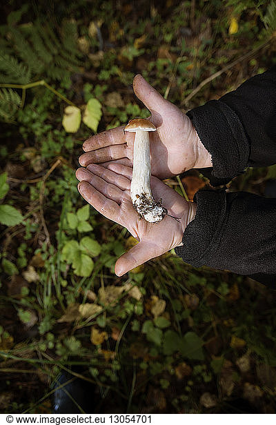 Cropped image of farm worker holding mushroom on field