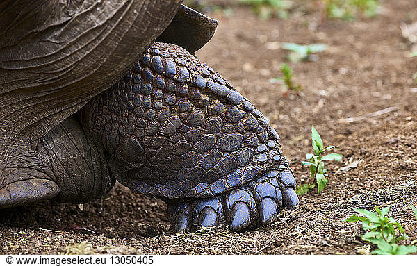 Cropped image of giant tortoise on field