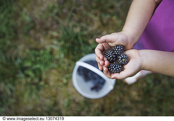 Cropped image of girl holding blackberry fruits