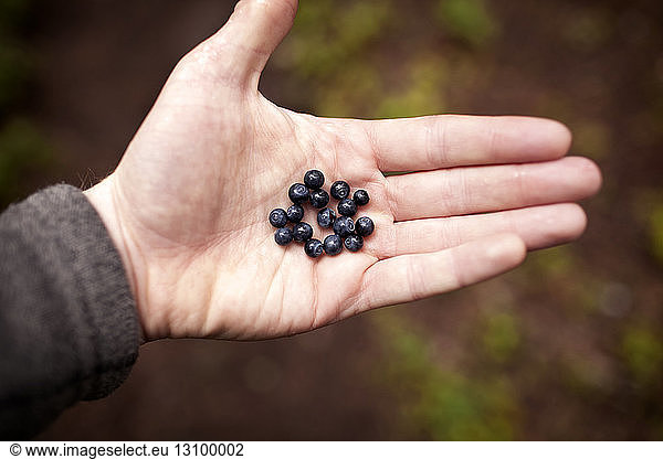Cropped image of hand holding blueberries