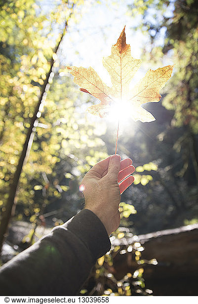 Cropped image of hand holding maple leaf against sunlight